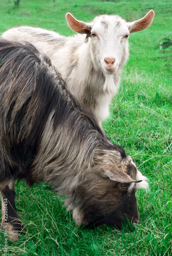 Wall mural two goats in green summer grass