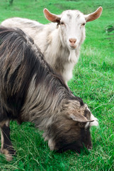 Two goats in green summer grass