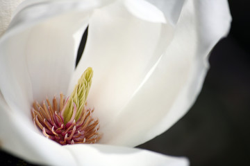 Magnolie Makro