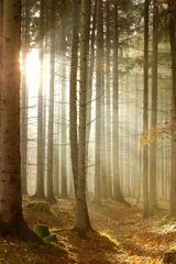 Fototapeten Magische Sonnenstrahlen durch die Bäume im herbstlichen Wald © Aniszewski