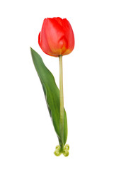 One red tulip on white