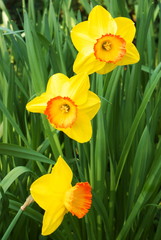 Three yellow daffodils