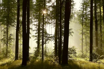 Fotobehang Misty woods at dawn © Aniszewski