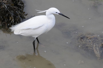 Aigrette garzette