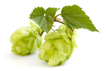 golden hops on white