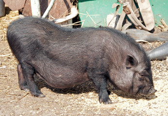 Vietnamese pig