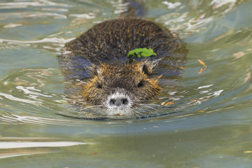 nutria, myocastor coypus