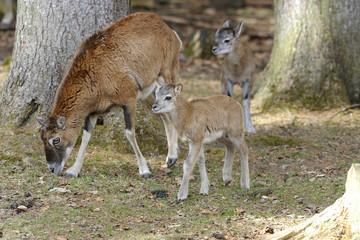 mouflon, ovis aries