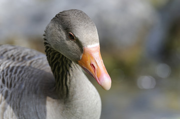 anser anser, greylag goose