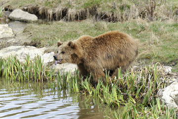brown bear, ursus arctos