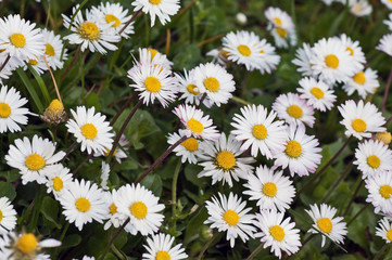 White flowers