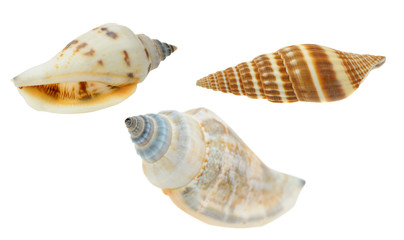 Sea cockleshell