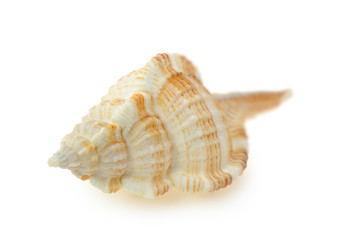 Sea cockleshell