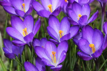 Crocuses