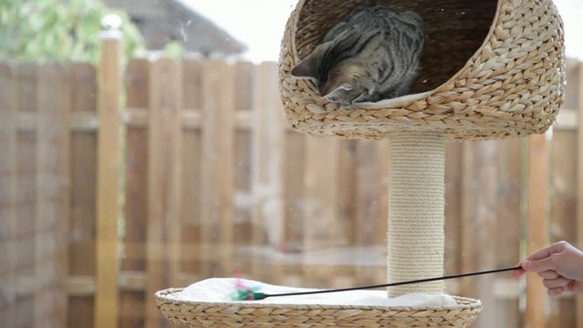 kleine Katze beim "Spielen" am Kratzbaum