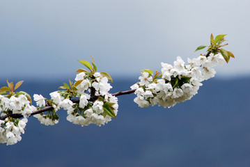 flor del cerezo