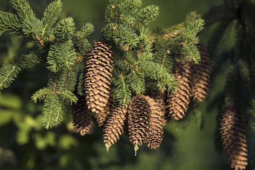 Pine cones
