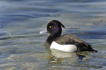 aythya fuligula, tufted duck