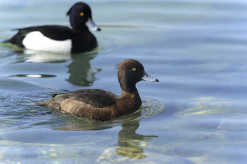 aythya fuligula, tufted duck