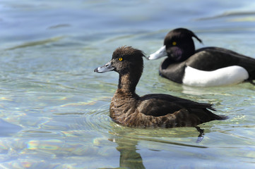 aythya fuligula, tufted duck
