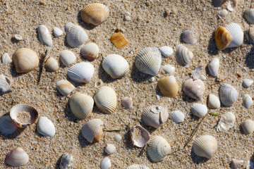 many sea shells