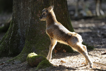 mouflon, ovis aries