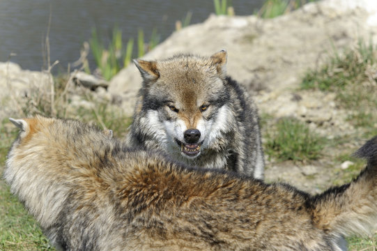 Fototapeta wolf, canis lupus