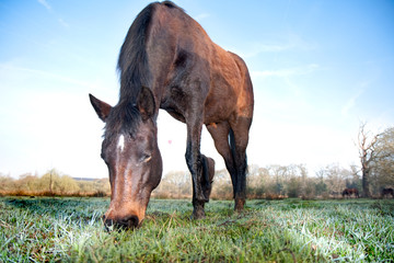 Brown Horse Eating Grass in a Field