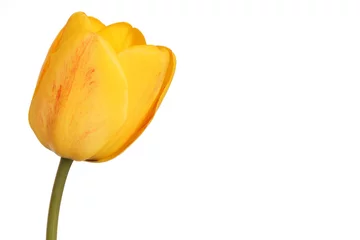 Photo sur Plexiglas Tulipe tulipe jaune