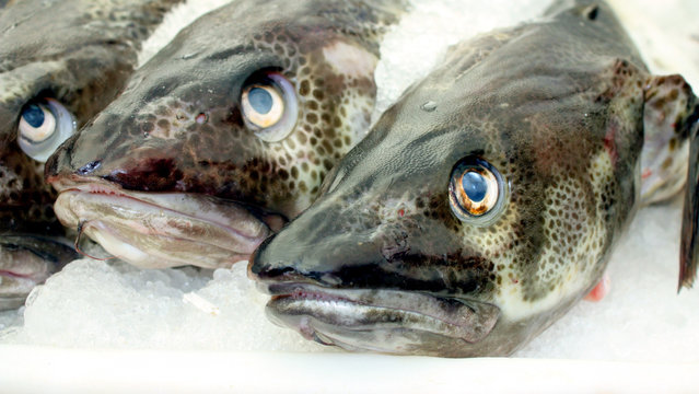kabeljau, dorsch, cadus morhua