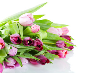 fresh tulips