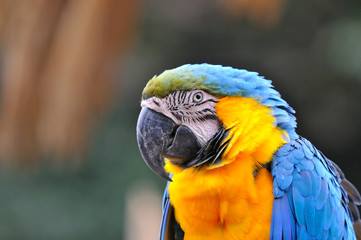 ルリコンゴウインコ