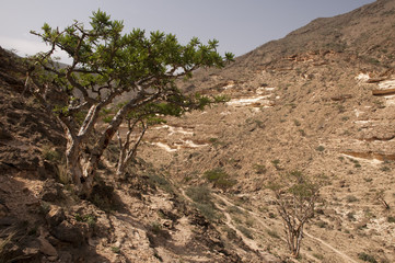 Frankincense tree