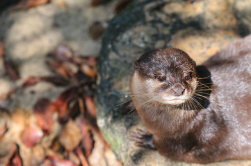 かわうそのポートレート