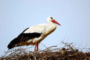 White stork, Volubilis, Morocco