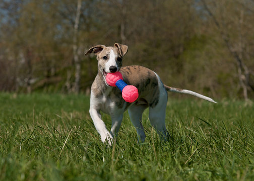 Whippet Welpe