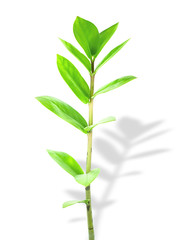 Fototapeta premium The young shoots of the plants