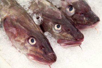 frischer Speisefisch