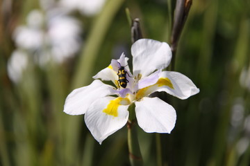 Iris with longhorn beetle
