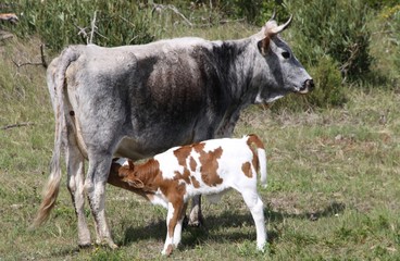 African Nguni cattle - mother and calf