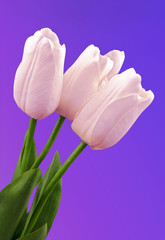 pink tulips over purple background