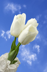 White tulips over sky background
