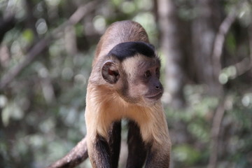 Baby Tufted capuchin