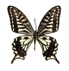 Fototapeta premium Butterfly on the white