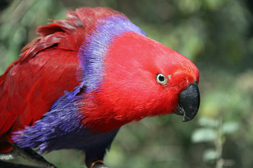 Eclectus Parrot - Female