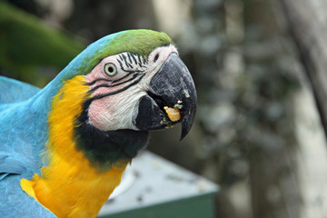 Blue and Gold Macaw  - eating seed