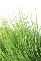 chives isolated on white