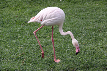 Flamingo bent down