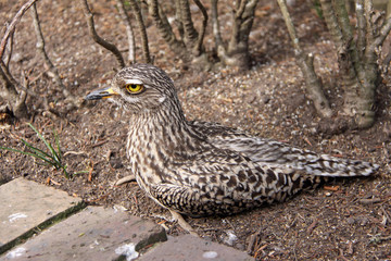 Yellow Eyed Ground Bird - Unidentified