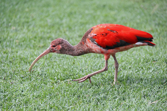 Scarlett Ibis - imm